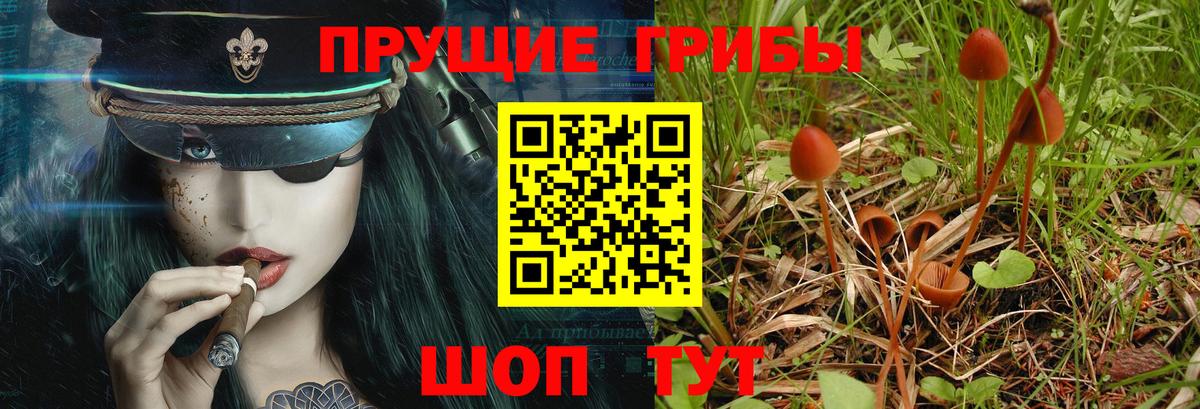 Усть-Илимск  Псилоцибиновые грибы Psilocybine cubensis  Вход с VPN 